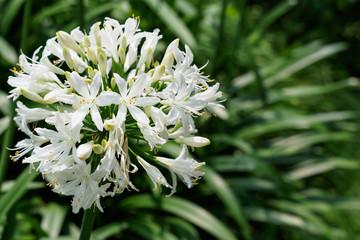 白いアガパンサス、Agapanthus