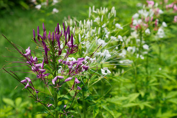 クレオメ、Cleome