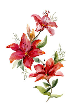 Beautiful red tiger lilies on white background.  Watercolor painting. Hand drawn.