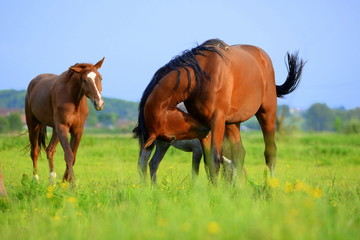 Naklejka na ściany i meble easy living, 3 wild horses in the pasture