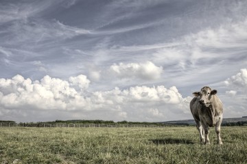 Charolais Bullocks on a Yorkshire Farm - 166592651