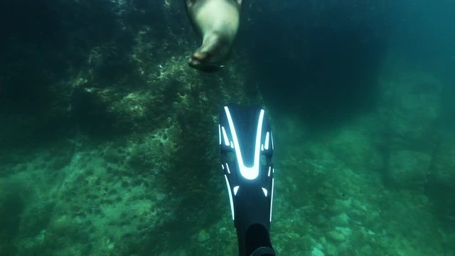 POV Sea Lion bites scuba diver flipper