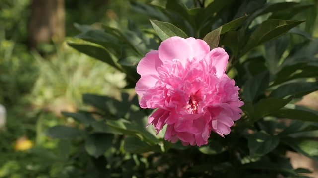 Paeonia lactiflora flower slow motion close-up 1080p FullHD footage - Pink parfait peony plant slow-mo1920X1080 HD video 
