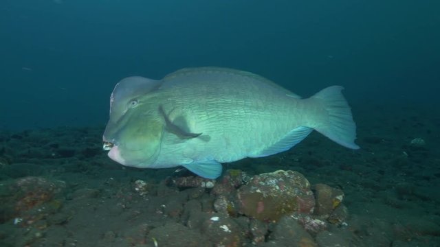 Two bumphead parrotfish swim over ocean floor, POV