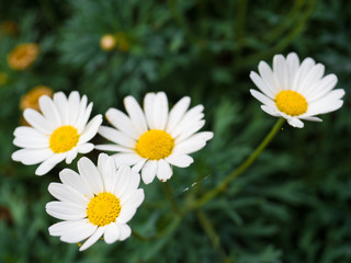Obraz na płótnie Canvas daisy flowers