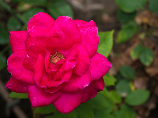 magenta flower