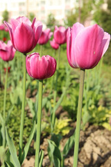 Fototapeta premium Pink tulips