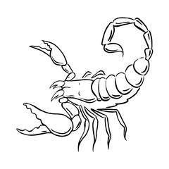 graphic scorpion, vector