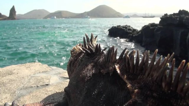 Close up, marine iguana overlooks ocean