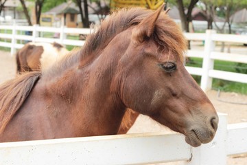 The herd of horses in the farm