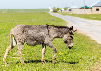 The donkey crosses the road