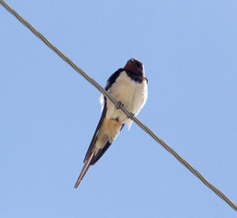 The swallow sits on an electric wire
