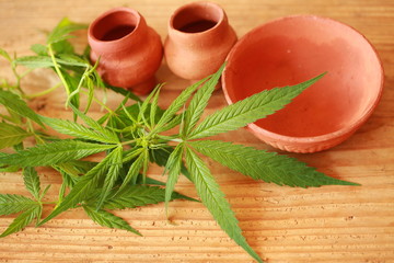 Cannabis leaf green leaves marijuana clay pot