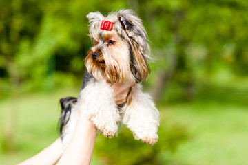 Dog Yorkshire Terrier with red  ribbon standing on the green grass at summer in the park
