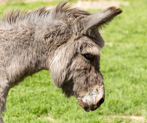 Fototapeta premium A donkey grazes pasture in a field with grass