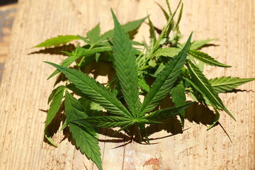 Cannabis leaf green leaves marijuana