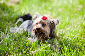 Dog Yorkshire Terrier with red  ribbon standing on the green grass at summer in the park