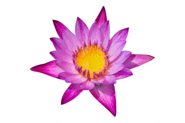 Lotus flower pink color on white background. have clipping path