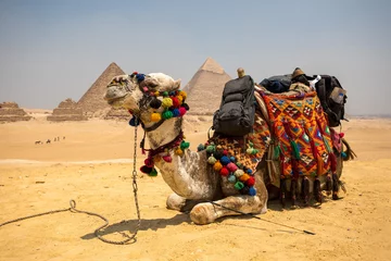 Deurstickers The Great pyramid with camel © witthaya