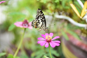Fototapeta na wymiar Closeup butterfly on the flower in the meadow