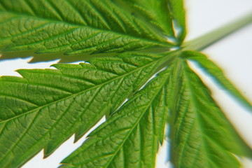 Fototapeta na wymiar Cannabis leaf green leaves marijuana
