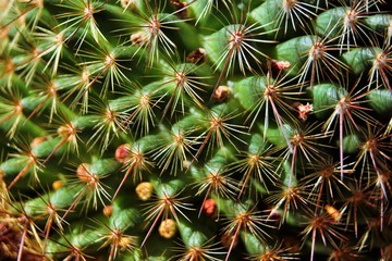 Detail of cactus, patron cactus seen close up