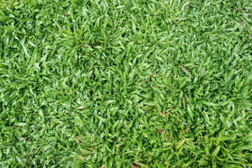 Green Grass for texture and background