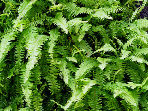 green fern leaves on vertical garden