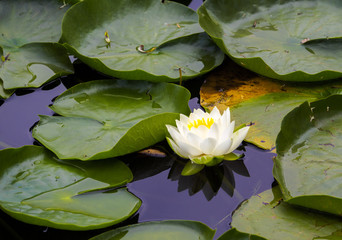 White Water lily in bloom 