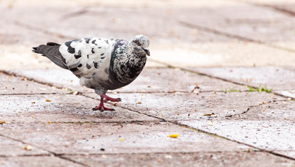 Dove on the sidewalk in the city