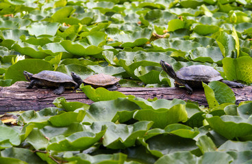 Just a bunch of turtles  sitting on a log