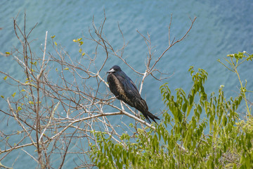 Bird at High of Tree, Galapagos, Ecuador