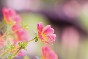 Fototapeta na wymiar Pink flowers in soft warm light. Vintage autumn landscape blurry nature background.