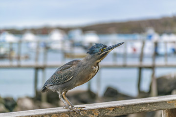 Bird at Railing with Attentive Expression