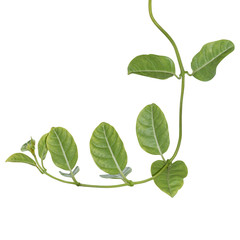 vine plants isolated on white background, clipping path.