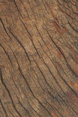 texture of bark, wood grain background