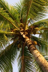 Foto op Plexiglas Kokospalme mit Früchten © kstipek
