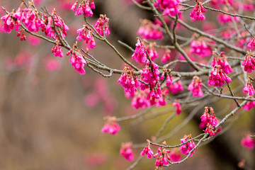 Japanese cherry tree