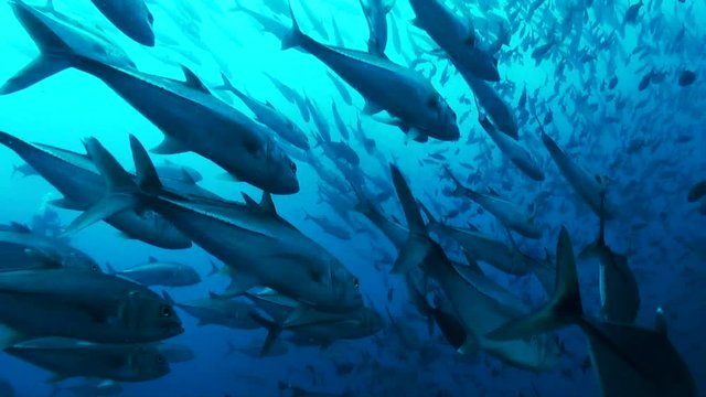 School of fish swim in open ocean, POV