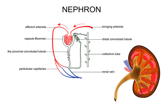 the structure of kidney and nephron