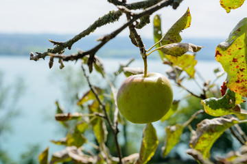 Apfel am Baum