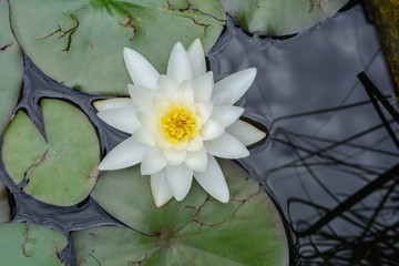 Draufsicht auf weisse Rose im Wasser