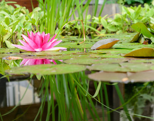 Seerose im Teich © Tobias