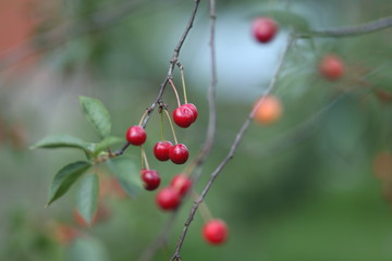 Ягоды вишни на дереве