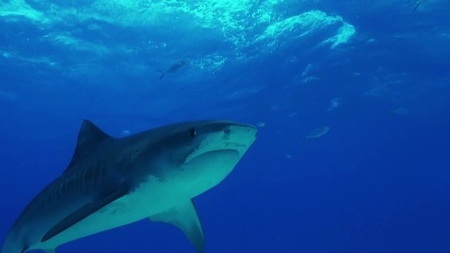 Tiger shark in Bahamas, POV