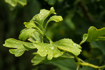 Ginko biloba