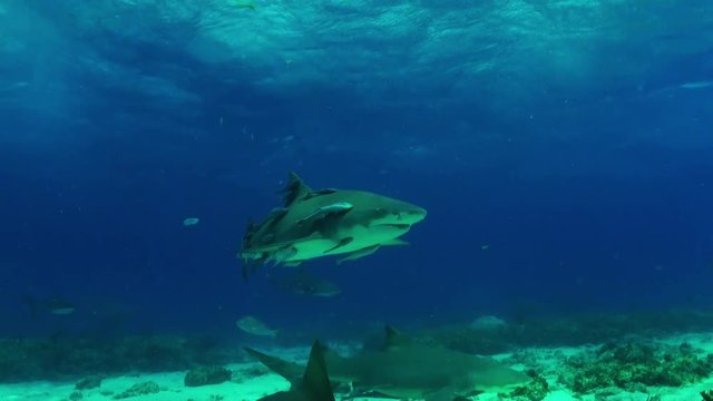 Scuba divers takes photos of shark in Bahamas, POV