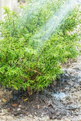 Watering plants after planting into the soil.