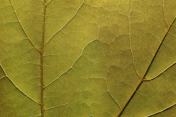 Texture of a green leaf as background