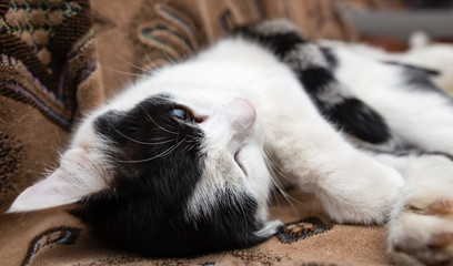 The cat is lying on the couch